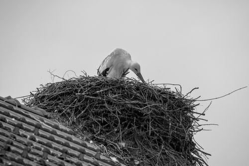 Free Monochrome image of a stork tending to its nest atop a roof, showcasing nature and wildlife. Stock Photo