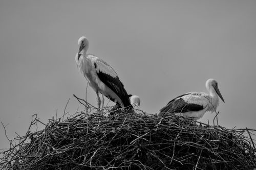 Free Black and white photo of three storks on a nest against a clear sky. Stock Photo