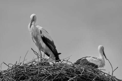 Free Two storks perched on a nest captured in striking black and white photography. Stock Photo