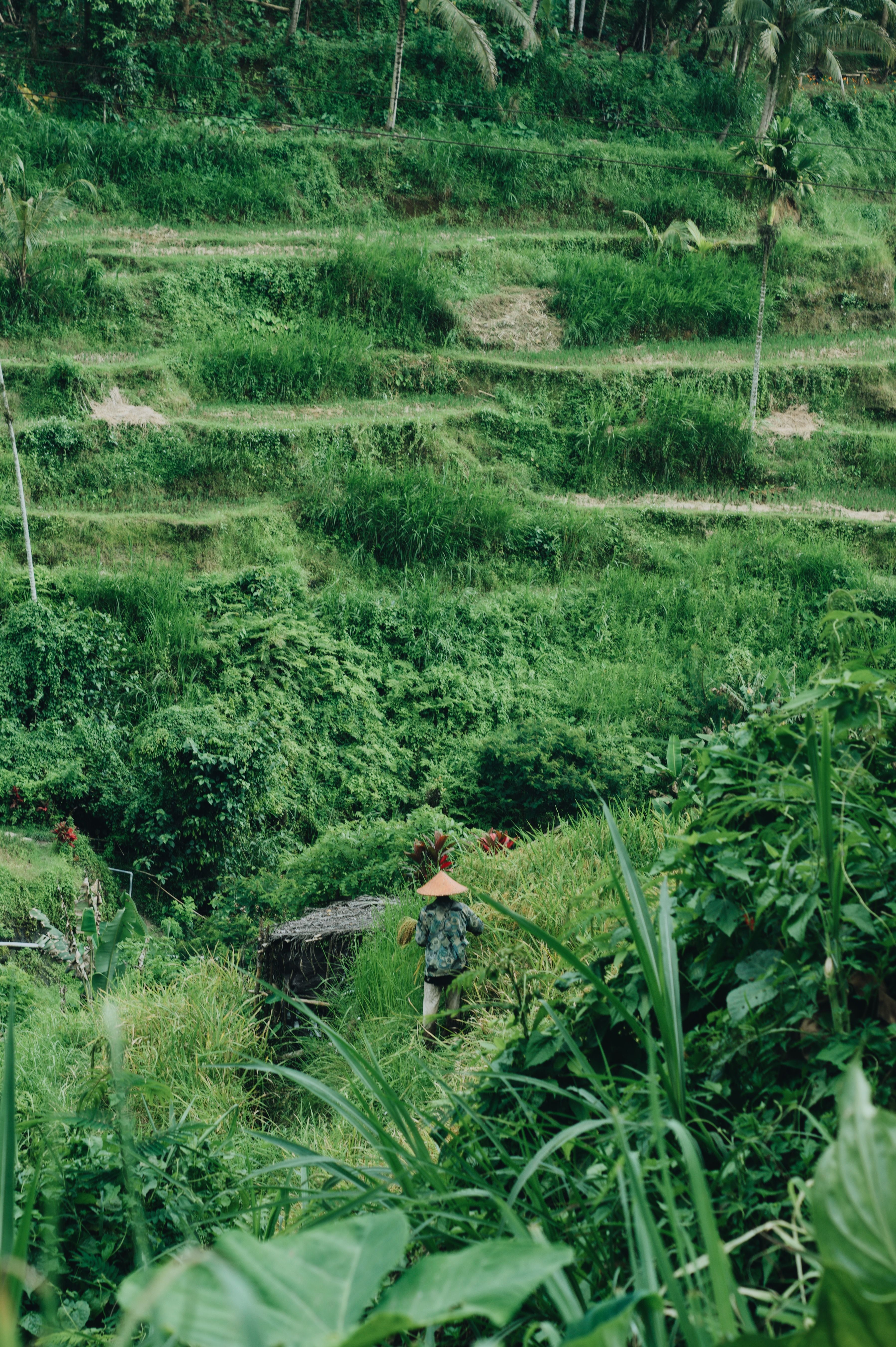 Lush green rice terraces in Ubud, Bali, featuring a solitary farmer.