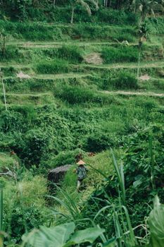 Lush green rice terraces in Ubud, Bali, featuring a solitary farmer.