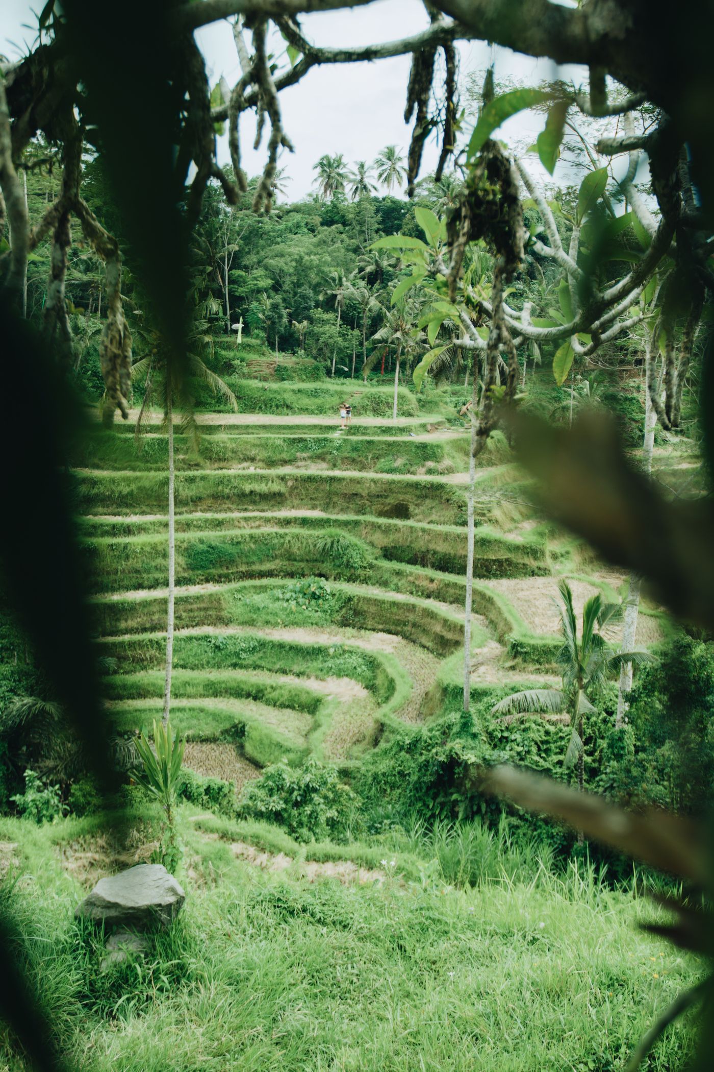 Rizières d'Ubud à Bali