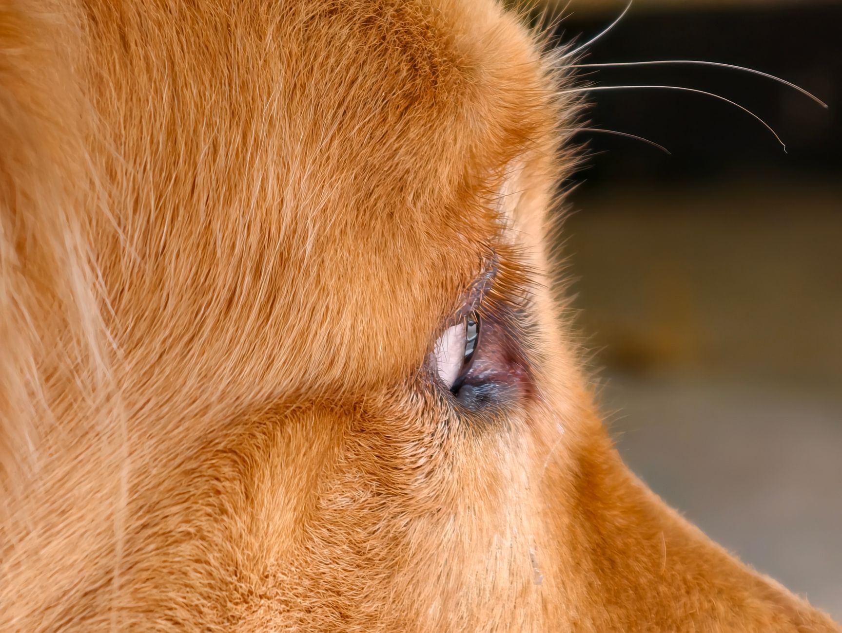 The Veterinary Science of Pet Allergies