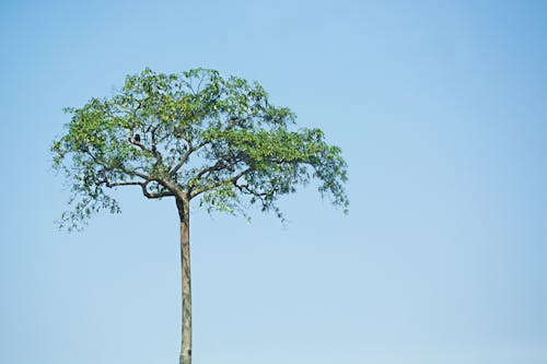 Free stock photo of tree Stock Photo