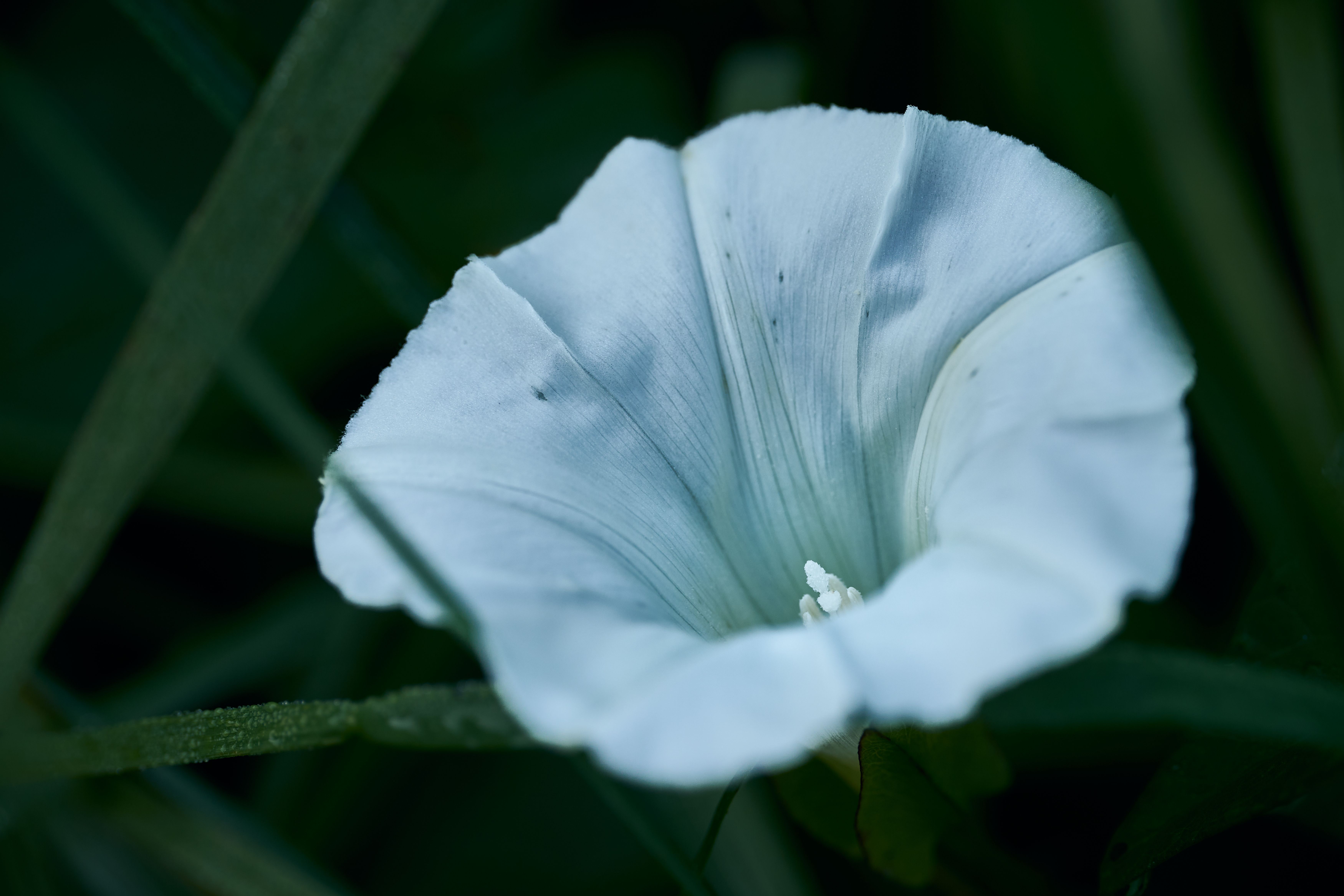 Detailed close-up of a white morning glory flower with lush green foliage.