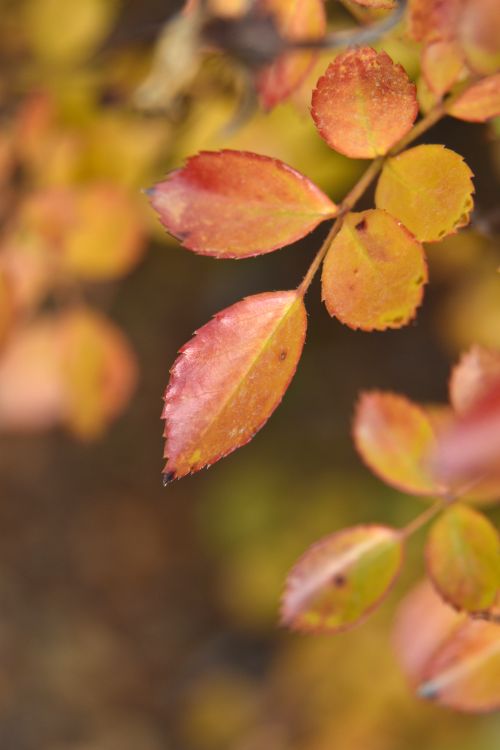 Free Close-up of vibrant autumn leaves in warm colors, showcasing fall beauty. Stock Photo