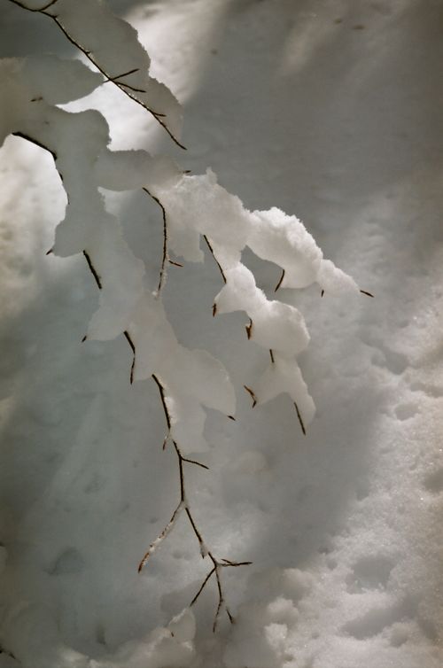 Free From above of branches of leafless tree covered with snow growing in winter forest Stock Photo