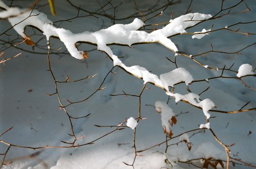 High angle of leafless branches of tree growing in forest covered with snow on winter day