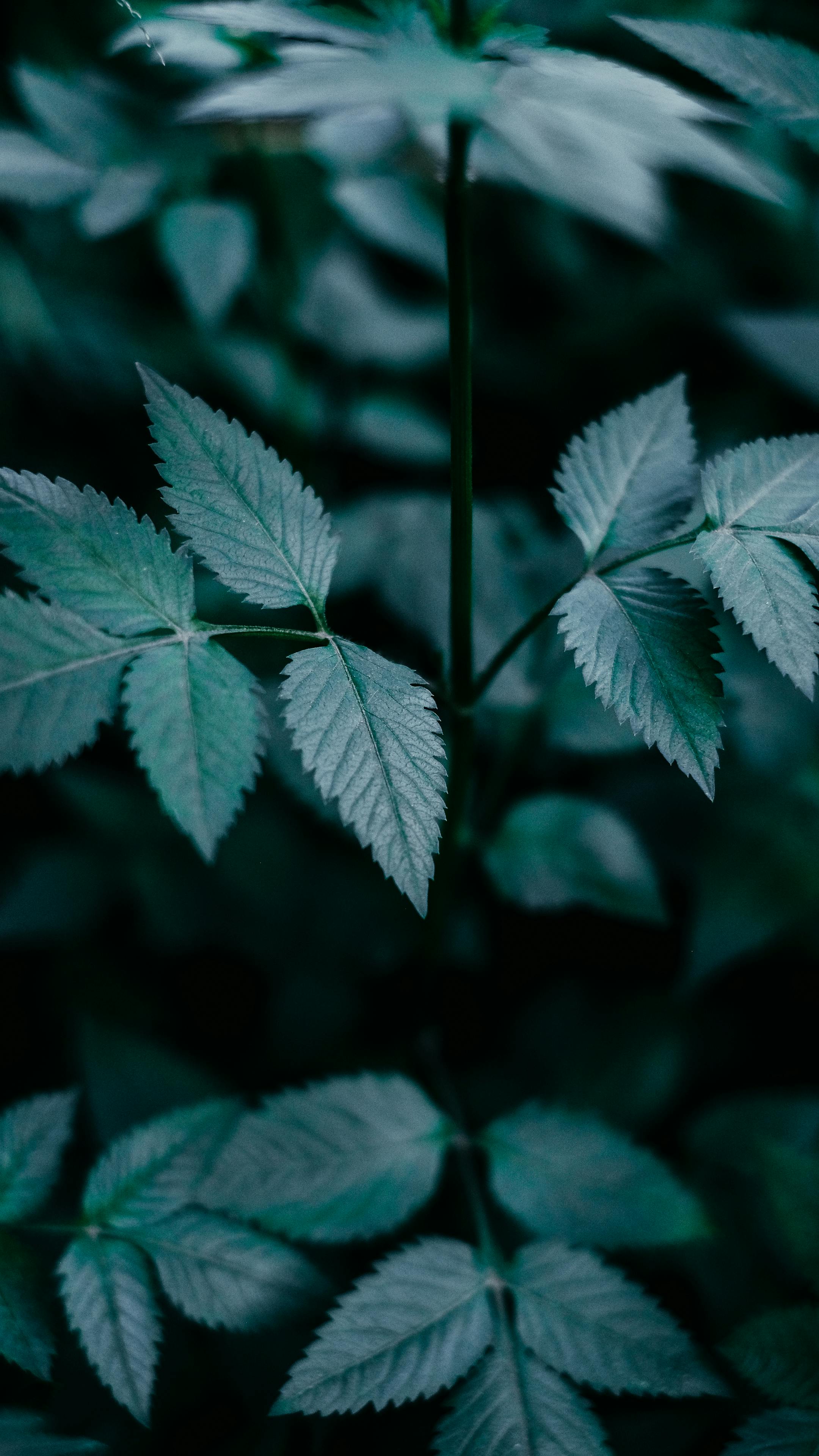 Close-up of dark green leaves with moody texture, captured outdoors in a lush setting.