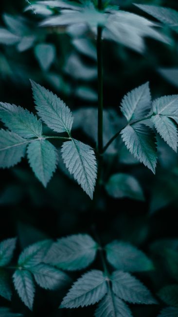 Close-up of dark green leaves with moody texture, captured outdoors in a lush setting.