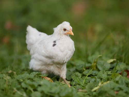 Free A cute white chick with a spot on its wing foraging through grass, embodying nature's charm. Stock Photo