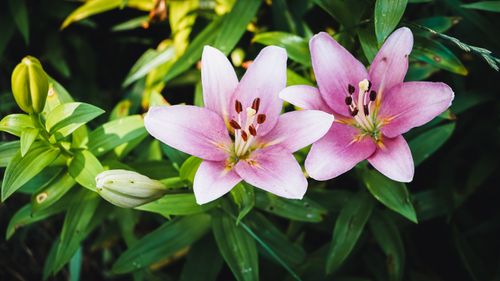 Free Bright pink lilies in full bloom captured in a summer garden in Geesthacht, Germany. Stock Photo