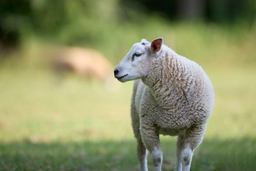Free Serene countryside scene with a fluffy sheep standing in a sunlit pasture. Stock Photo
