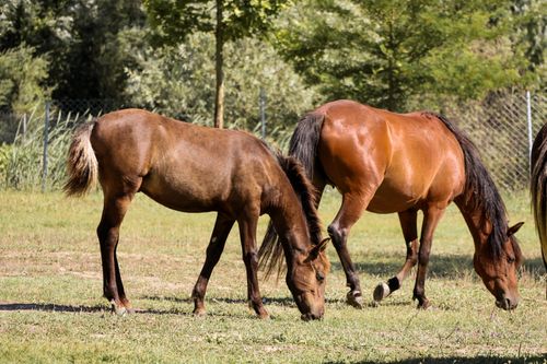Free Two brown horses peacefully grazing in a green sunny pasture on a warm day. Stock Photo