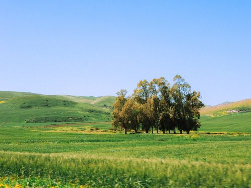 Free Expansive green fields and trees under a clear blue sky, captured in Beja, Tunisia. Stock Photo