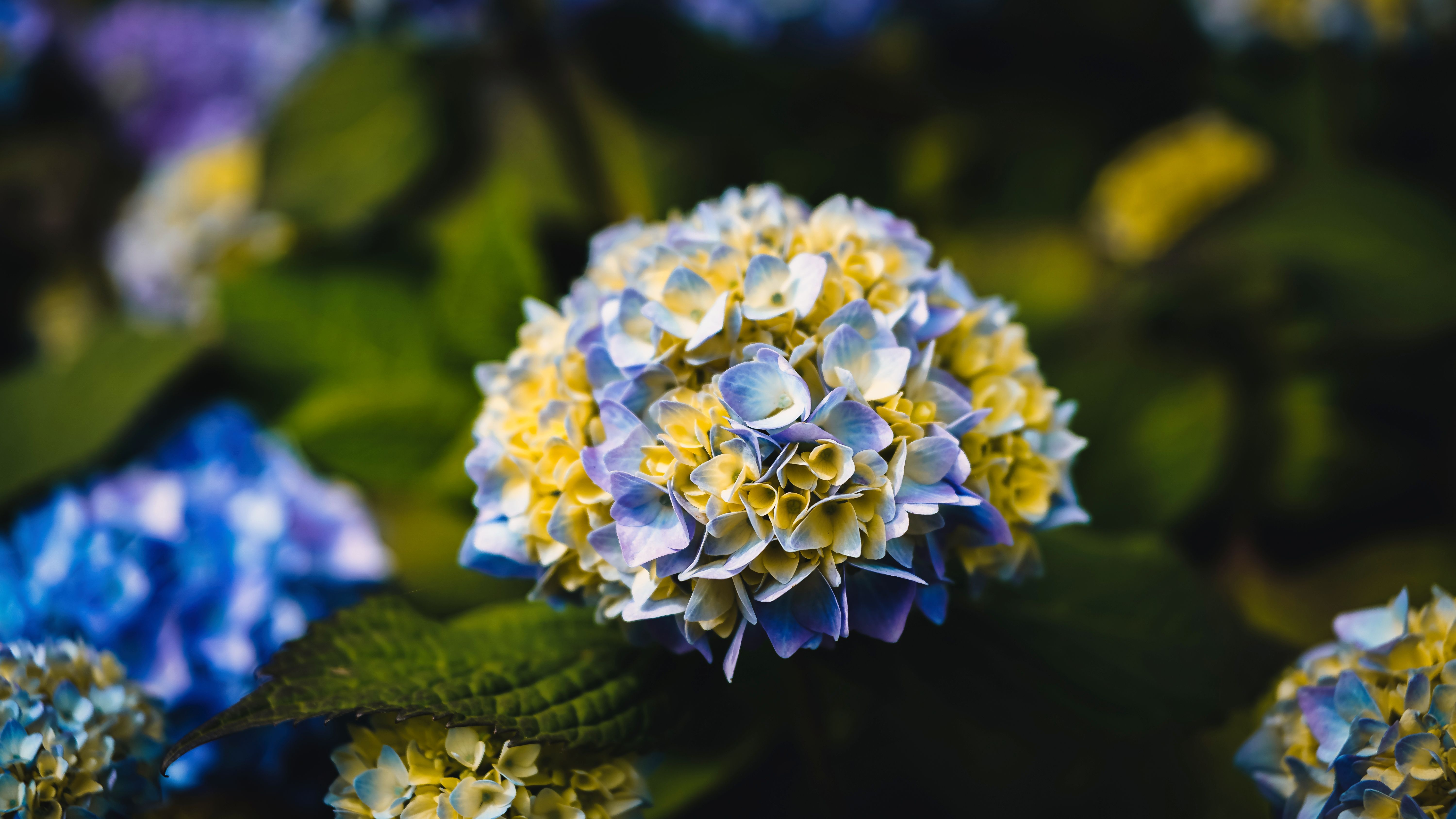 [ColoSach]-close-up-of-a-colorful-hydrangea-in-full-bloom,-capturing-the-essence-of-a-summer-garden.