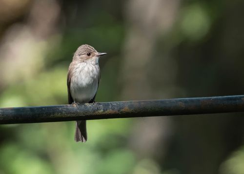 Free Spotted flycatcher resting on a rusty rail in a tranquil outdoor scene. Stock Photo