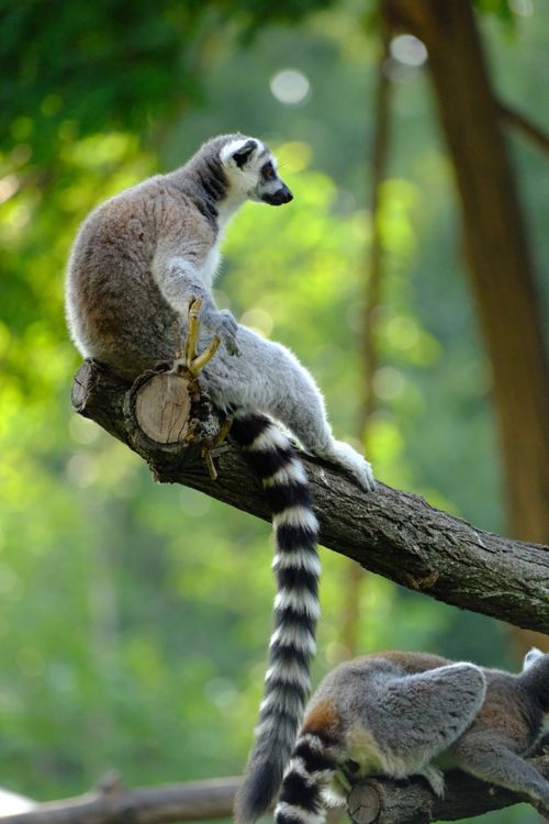 Free Two ring-tailed lemurs perched on a branch in a green forest setting. Stock Photo