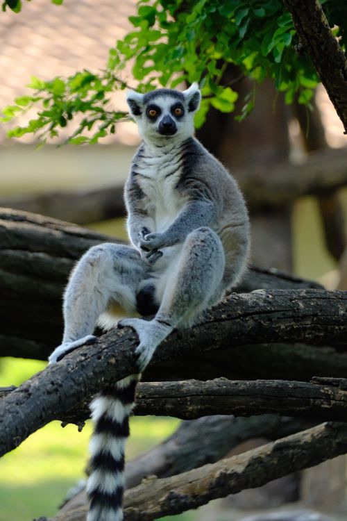 Free A ring-tailed lemur sits comfortably on a branch amidst greenery at Bursa Zoo, Turkey. Stock Photo