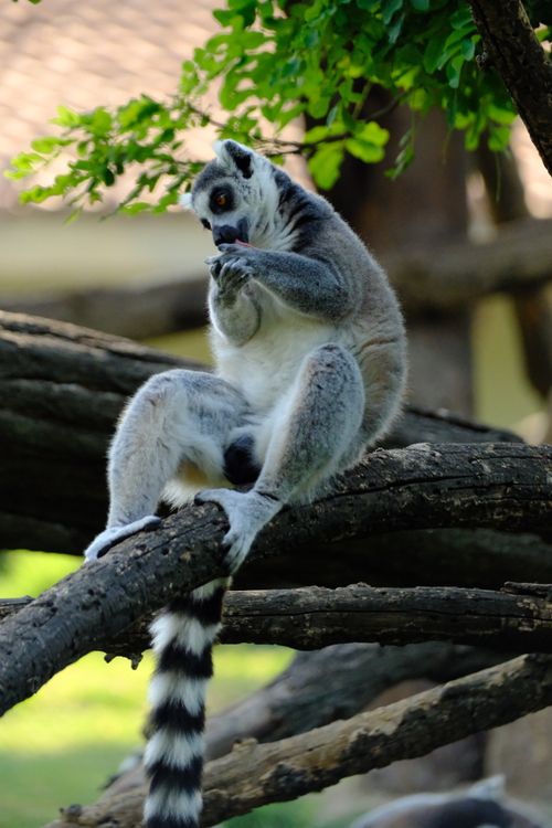 Free Close-up of a ring-tailed lemur relaxing on a tree branch in Bursa, Türkiye. Stock Photo