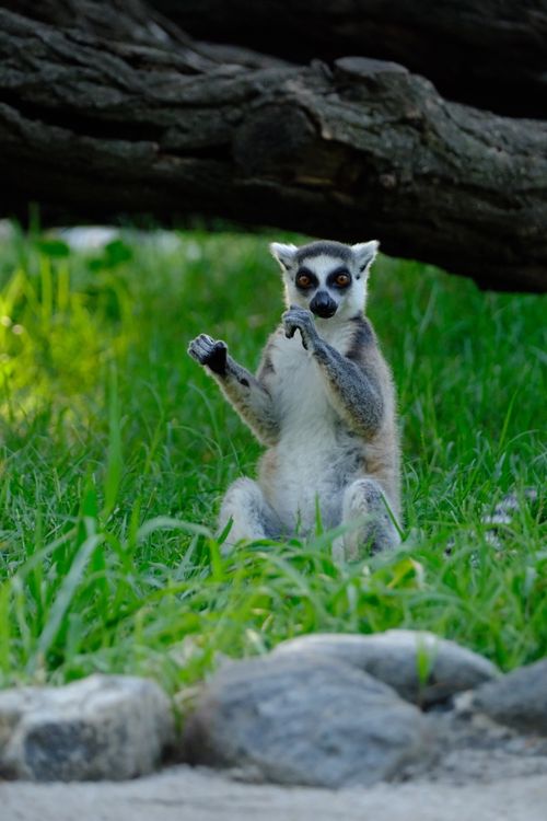 Free Ring-tailed lemur sitting on grass in Bursa Zoo, Türkiye. Stock Photo