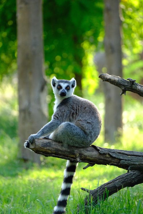 Free Ring-tailed lemur perched on a branch in a lush green forest setting. Stock Photo