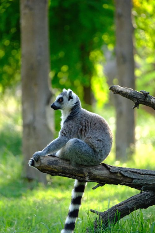 Free A serene ring-tailed lemur perched on a tree branch in a lush forest setting, daytime. Stock Photo
