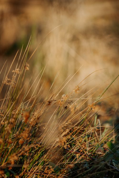 Free Detailed view of dried grasses in winter sunlight, La Roche-en-Ardenne, Belgium. Stock Photo