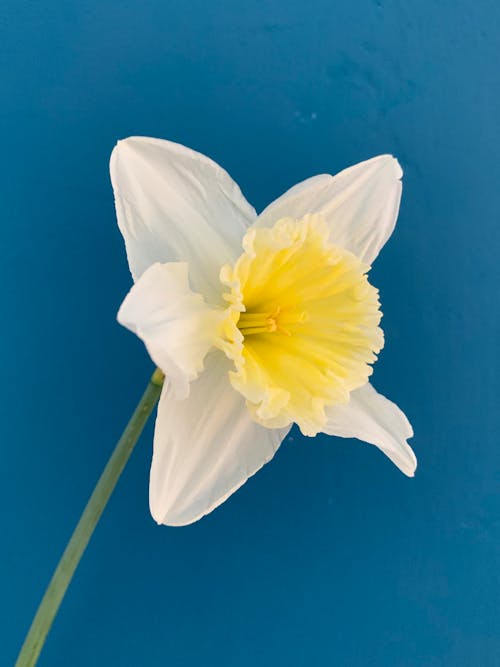 White Flower With Blue Background