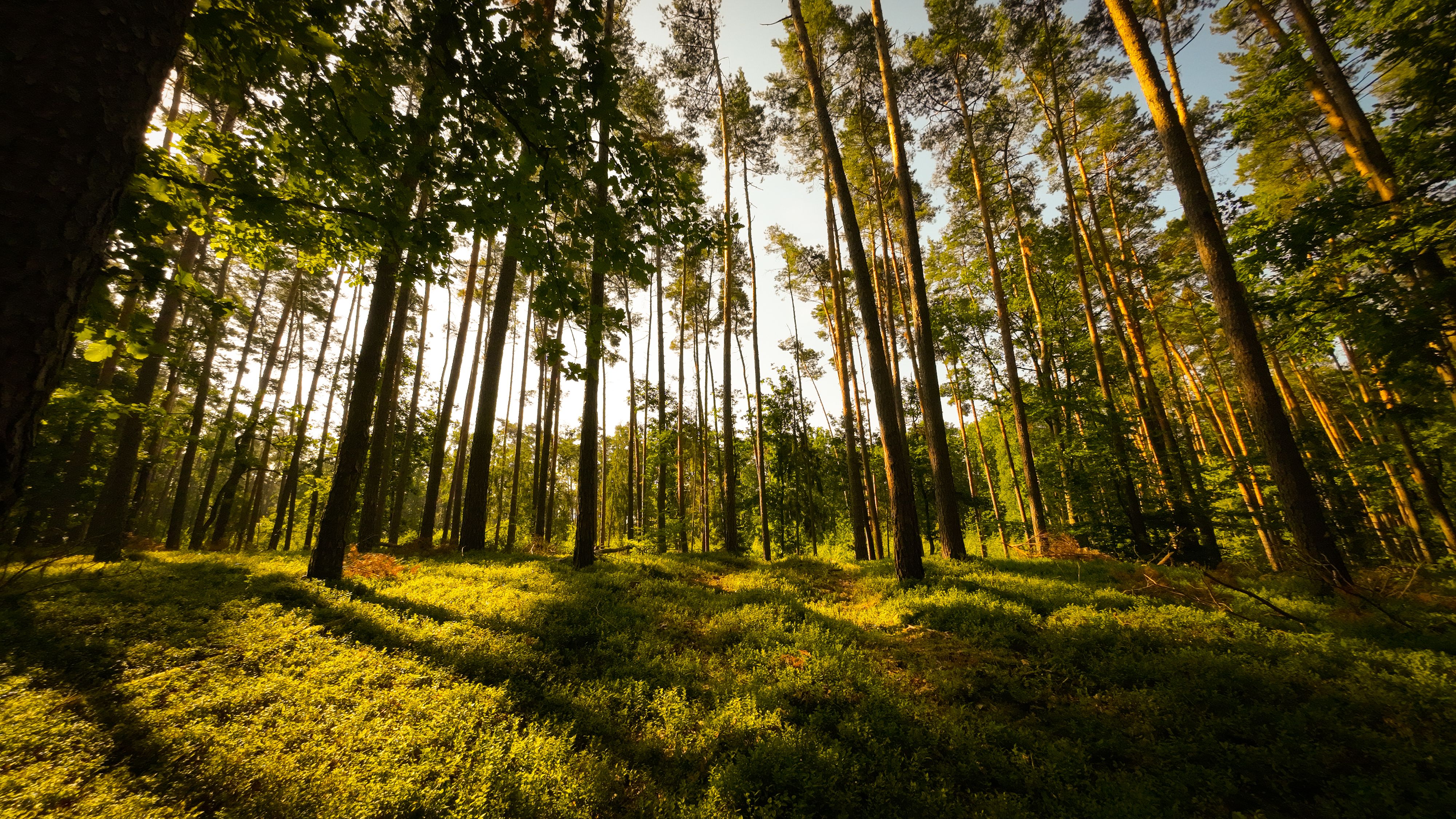 Forest ecosystem