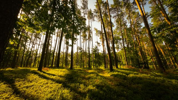 Tranquil forest in Poland with sunlight filtering through tall pines casting long shadows.