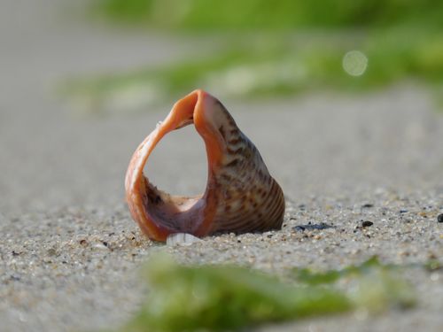 Free Vibrant seashell on sandy beach surrounded by seaweed. Perfect for nature and travel themes. Stock Photo