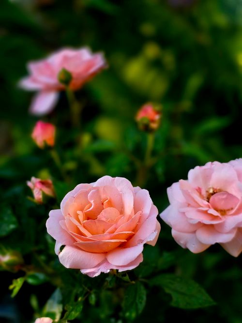 Free Close-up of vibrant pink roses blooming in a lush garden, showcasing natural beauty. Stock Photo