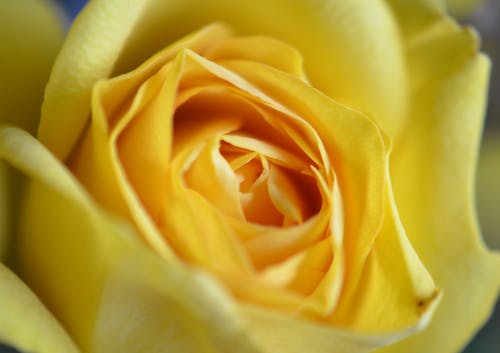 Yellow Rose in Close Up Photography