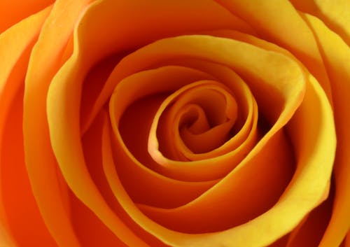 Orange Rose in Close Up Photography