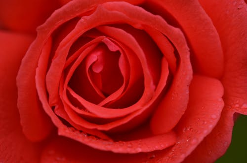Δωρεάν στοκ φωτογραφιών με γκρο πλαν, κόκκινο λουλούδι, πέταλα
