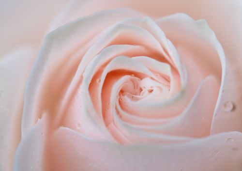 Free A beautiful close-up of soft pink rose petals adorned with dewdrops, showcasing delicate textures. Stock Photo