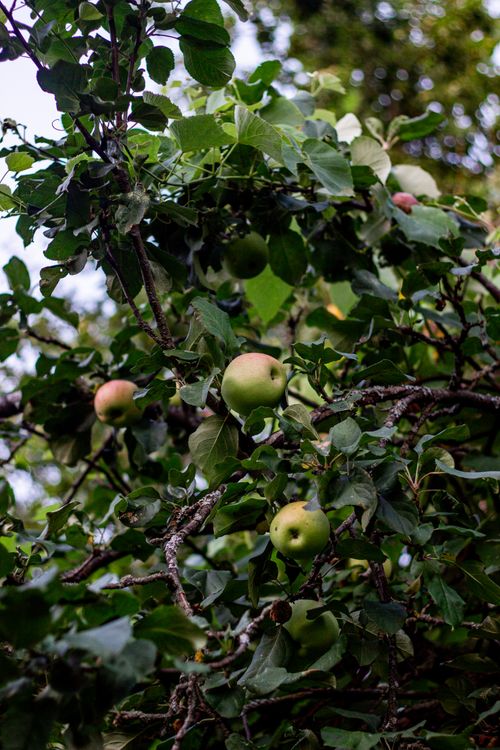 Free Close-up of ripe apples growing on a tree branch, lush green leaves in natural light. Stock Photo