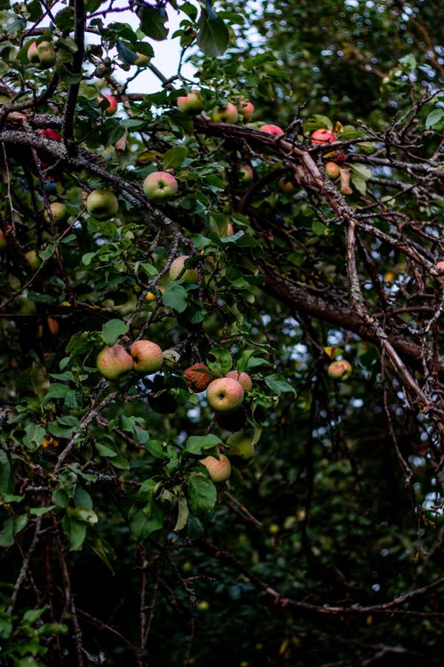 Free A lush apple tree with ripe apples in an outdoor orchard scene. Stock Photo