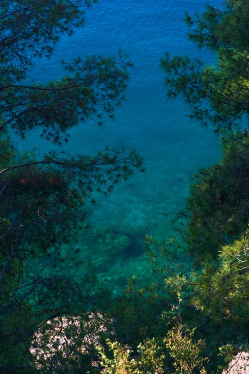 Free A tranquil ocean view framed by lush pine branches, showcasing vibrant blue waters. Stock Photo