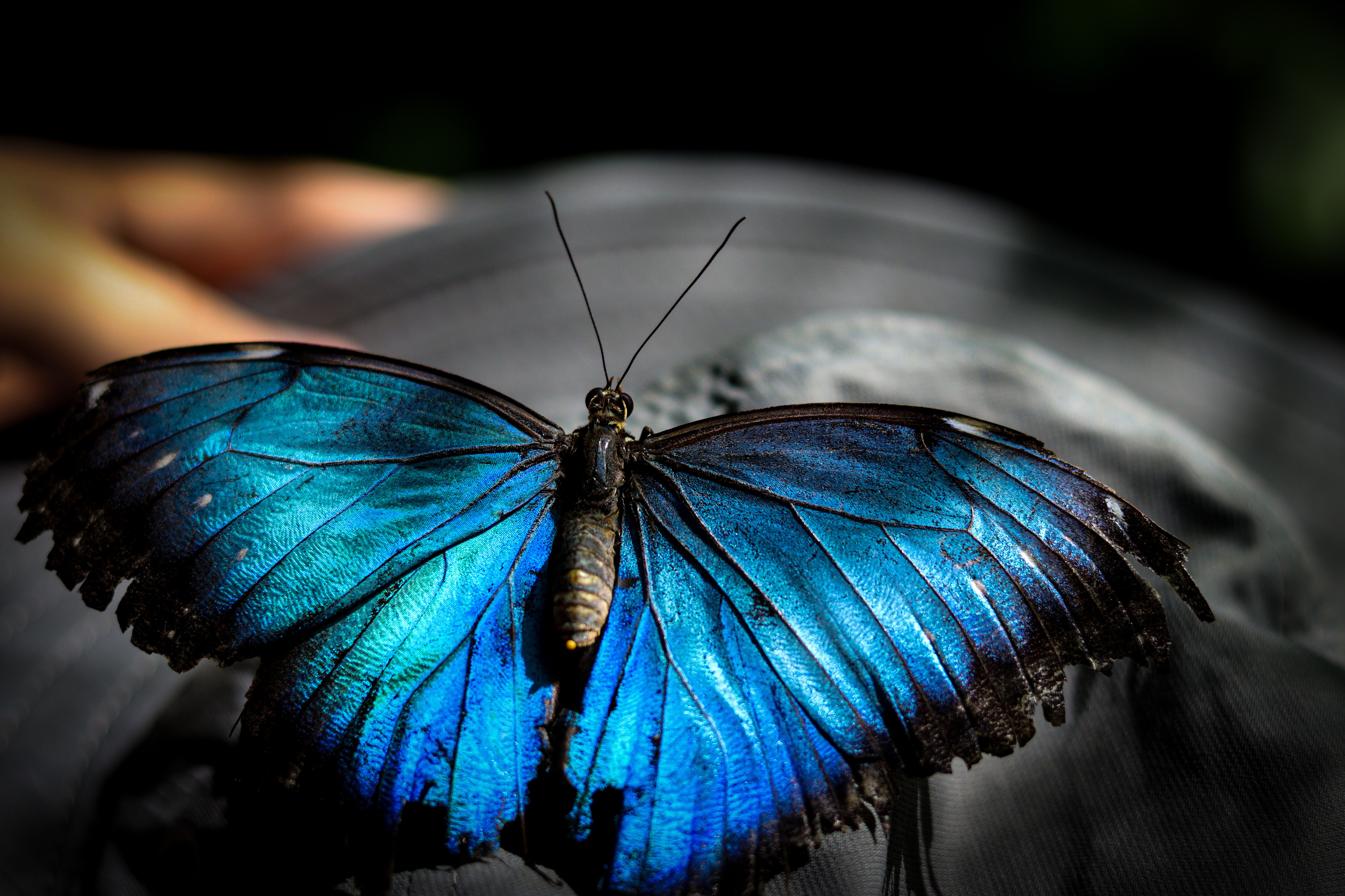 Morpho Midnight Loan Book Doubles to $2.5M in Two Weeks on Base
