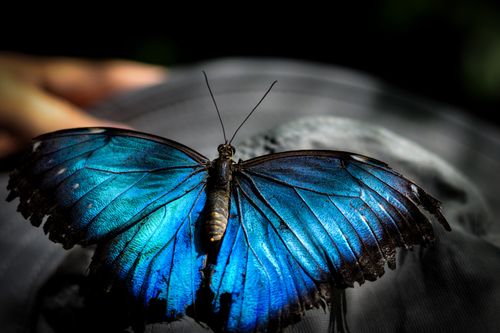 Free Close-up of a vivid blue Morpho butterfly showcasing its beautiful wings in natural lighting. Stock Photo