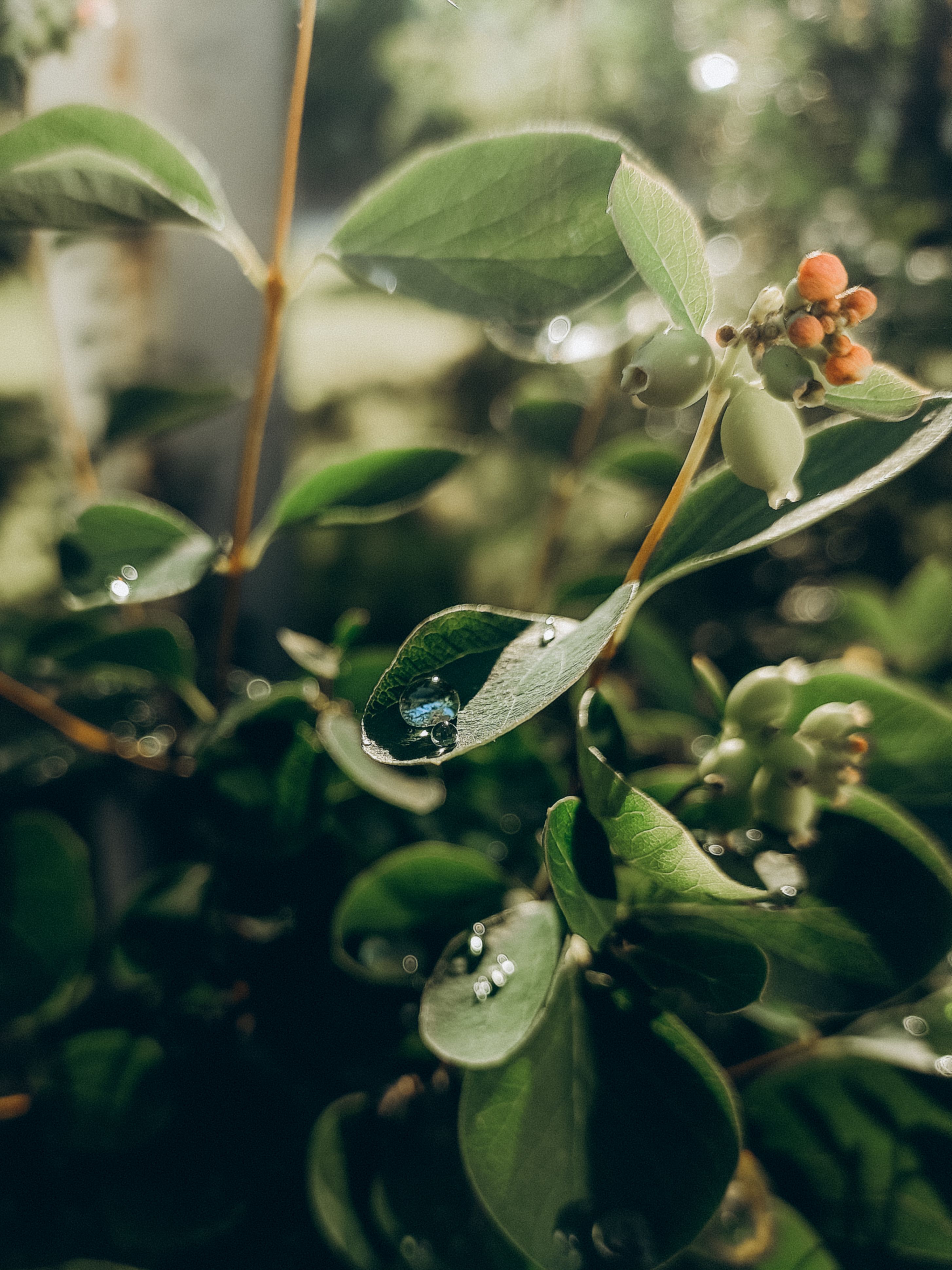 Captivating macro shot of dew-covered leaves and ripe berries, exuding freshness and serenity.