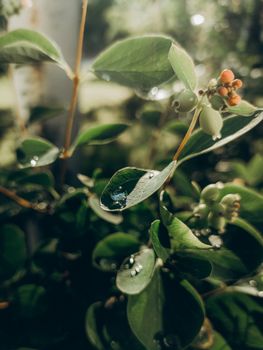 Captivating macro shot of dew-covered leaves and ripe berries, exuding freshness and serenity.
