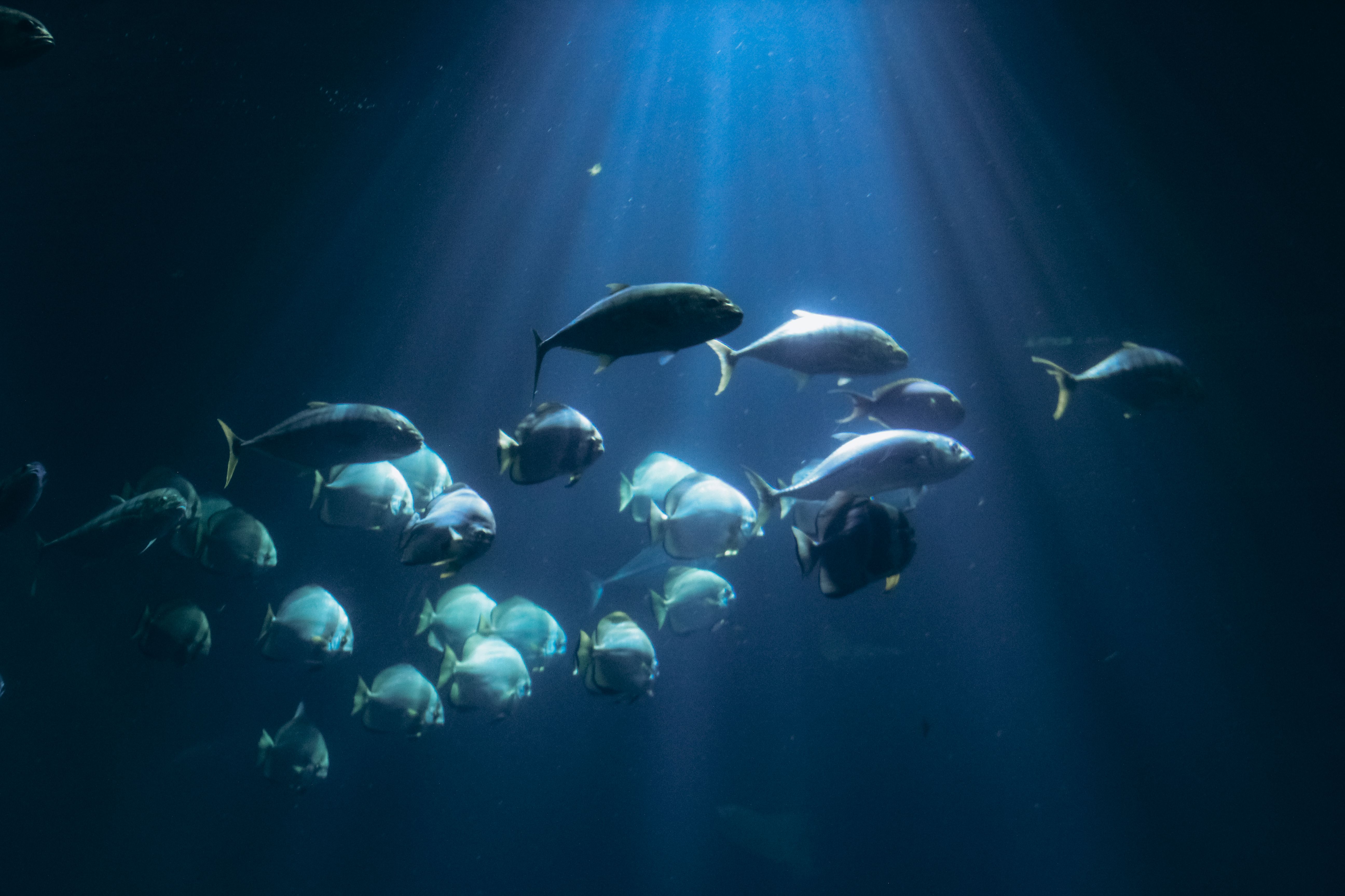 A school of fish lit by sunlight beams in deep water