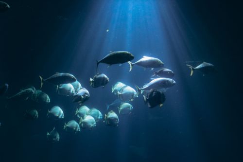 Free A mesmerizing underwater scene of a fish school illuminated by sunlight beams in Wroclaw. Stock Photo