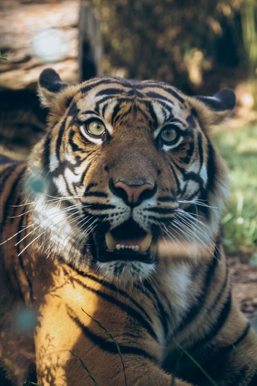 Free Close-up of a majestic tiger basking in sunlight at a zoo enclosure showing its fierce gaze. Stock Photo