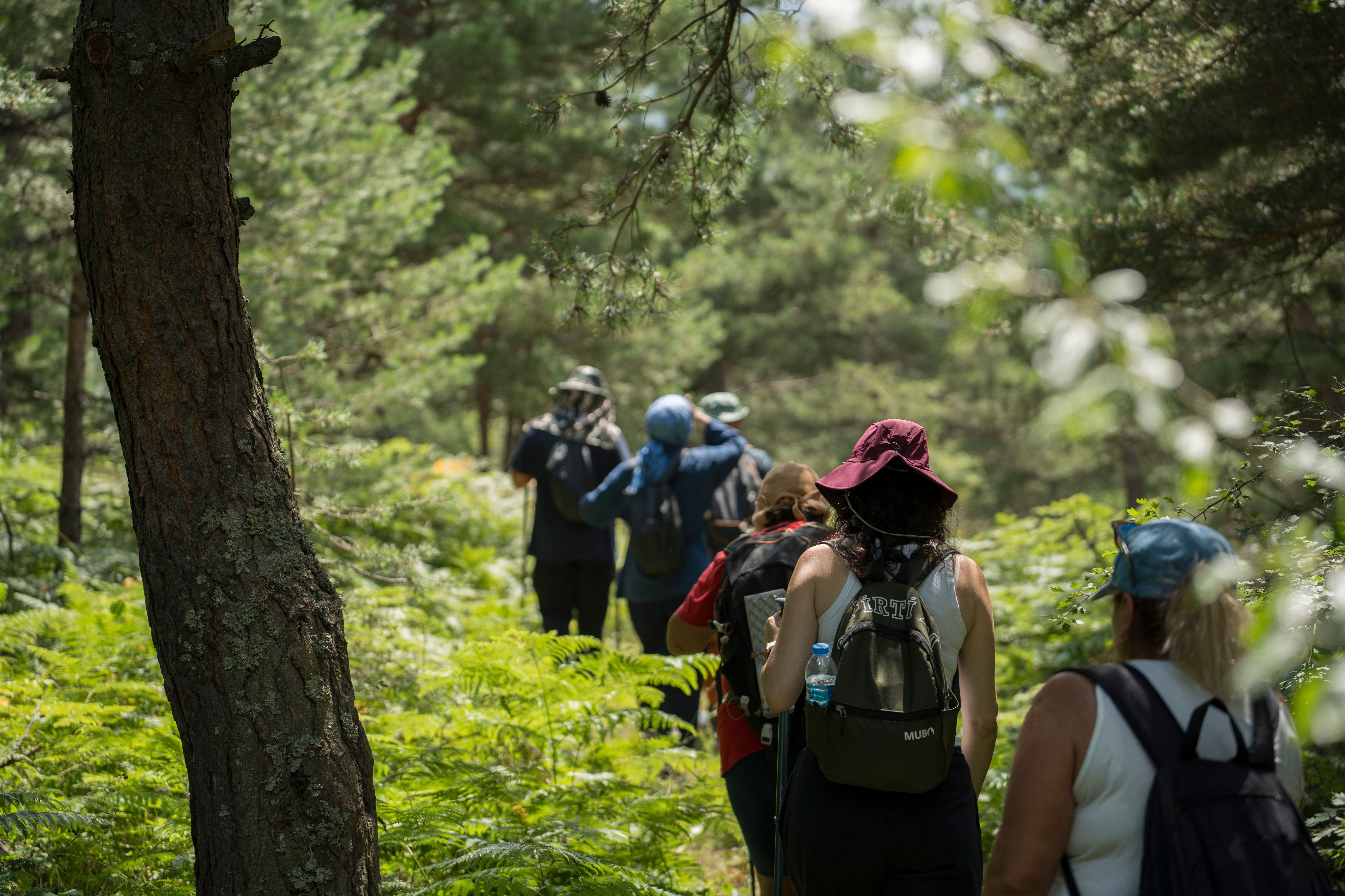 Wandergruppe im Wald