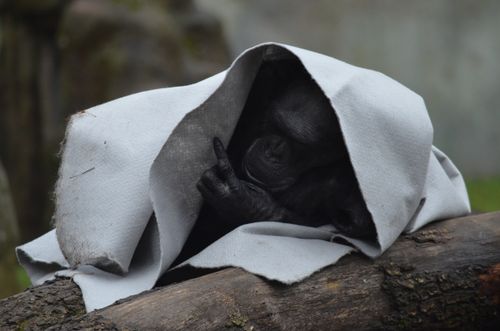 Free A chimpanzee resting under a blanket on a log, showcasing peaceful wildlife behavior. Stock Photo