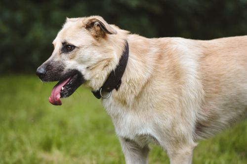 Free A large tan dog with a collar panting in an outdoor setting during daytime. Stock Photo